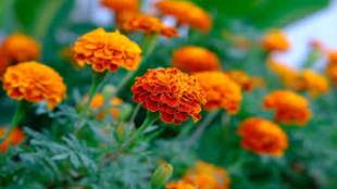 pune dussehra farmers sent marigolds flower