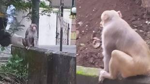 Dombivli monkey midc news in marathi