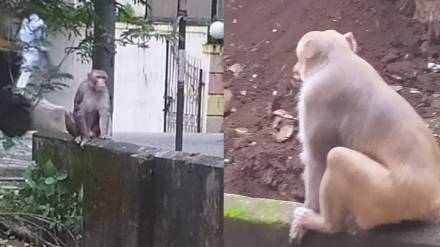 Dombivli monkey midc news in marathi