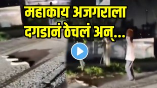 Hyderabad Shocking VIDEO: Huge Python Spotted In Middle Of Road In Ghatkesar, Youth Tries To Kill Snake With Boulder