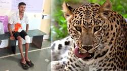 राजापुरात तीन बिबट्यांचा दुचाकी स्वारावर हल्ला