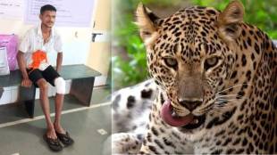 three leopards attacked biker
