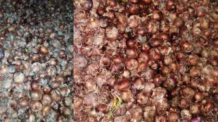 onion rotted in Chhatrapati sambhajinagar