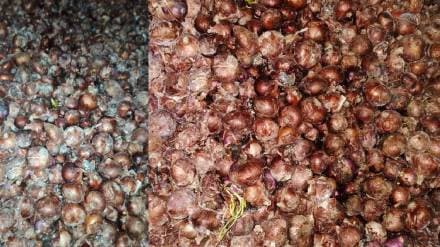 onion rotted in Chhatrapati sambhajinagar