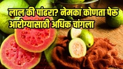 लाल की पांढरा? नेमका कोणता पेरू आरोग्यासाठी अधिक चांगला; रंगाव्यतिरिक्त हा फरकही तुम्हाला माहिती नसेल