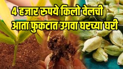 ​४९९९ रुपये किलो वेलची आता फुकटात उगवा घरच्या घरी, छोट्याशा कुंडीत असं लावा रोप; भराभर येईल सुगंधी व टेस्टी वेलची