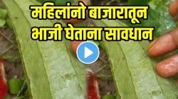 आता काय जीवच घेणार का? महिलांनो बाजारातून भाजी घेताना सावधान; शेतातला VIDEO पाहून पायाखालची जमीन सरकेल
