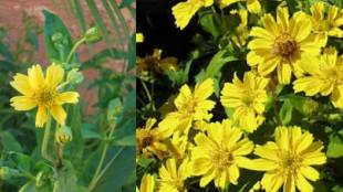 Khurasani flowers for devi in Navaratri festival