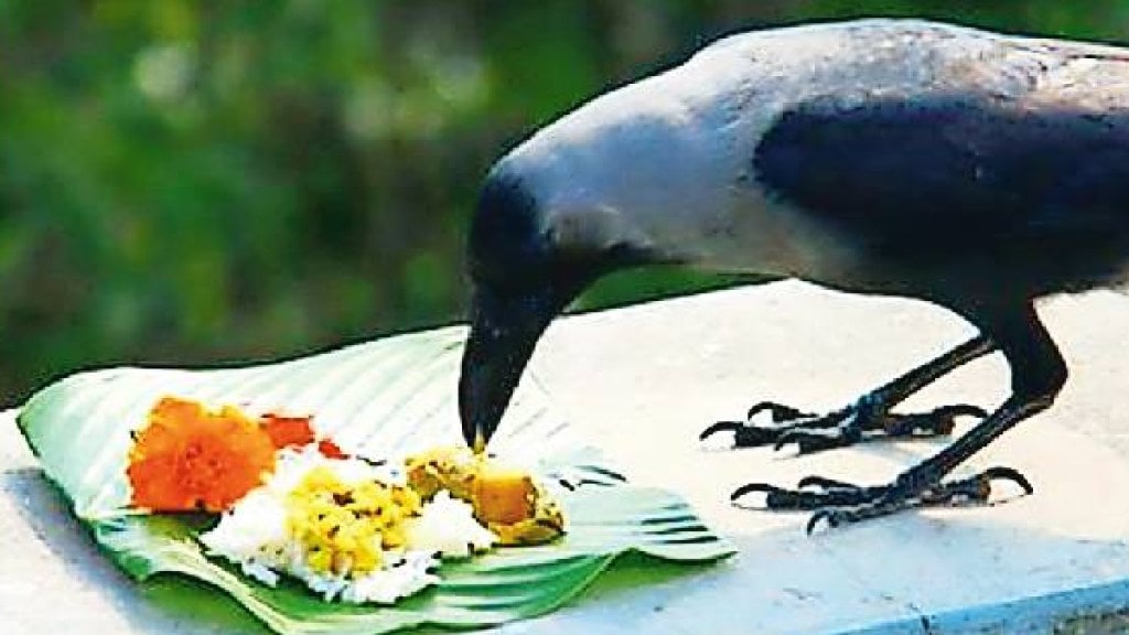 shraddha ritual disrupted heavy rain crow scarcity Pitru Paksh 2025
