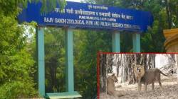 पुण्यातील कात्रज प्राणिसंग्रहालयात इतके प्राणी ! आयुक्तांनीच दिली कबुली