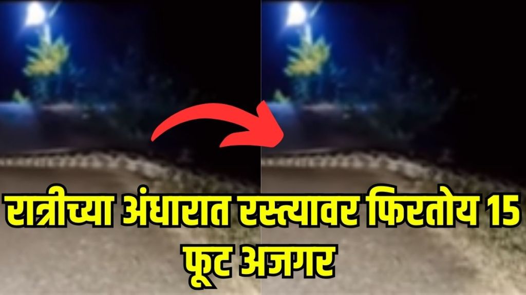 Giant Snake Video