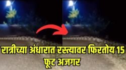 बापरे! रस्त्यावर फिरतोय १५ फूट अजगर; मोठ्या प्राण्यांनाही एका घासात गिळू शकेल, VIDEO पाहून सर्वांनाच भरेल धडकी 