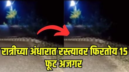 Giant Snake Video