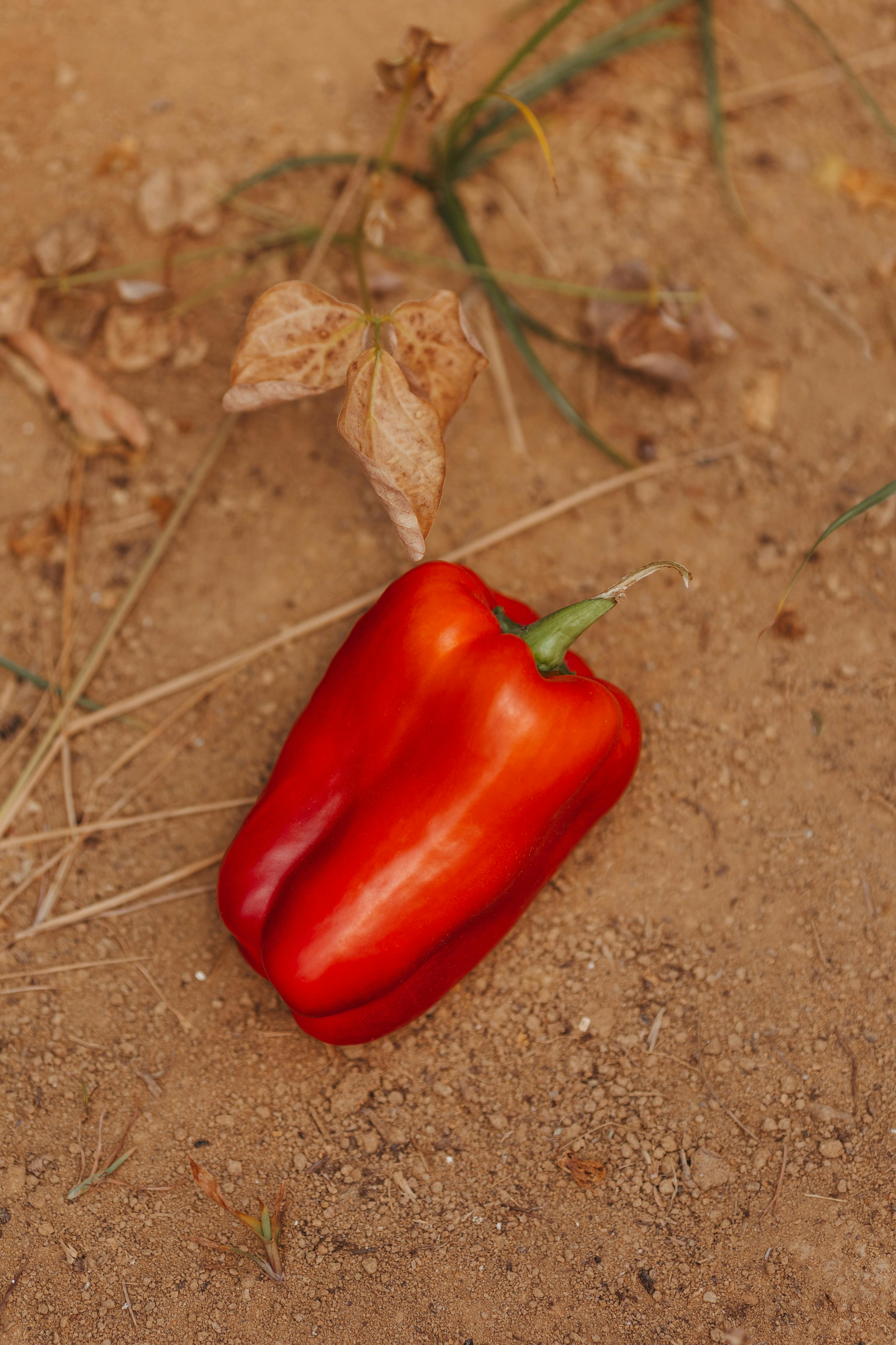 Red Bell Pepper Health Benefits
