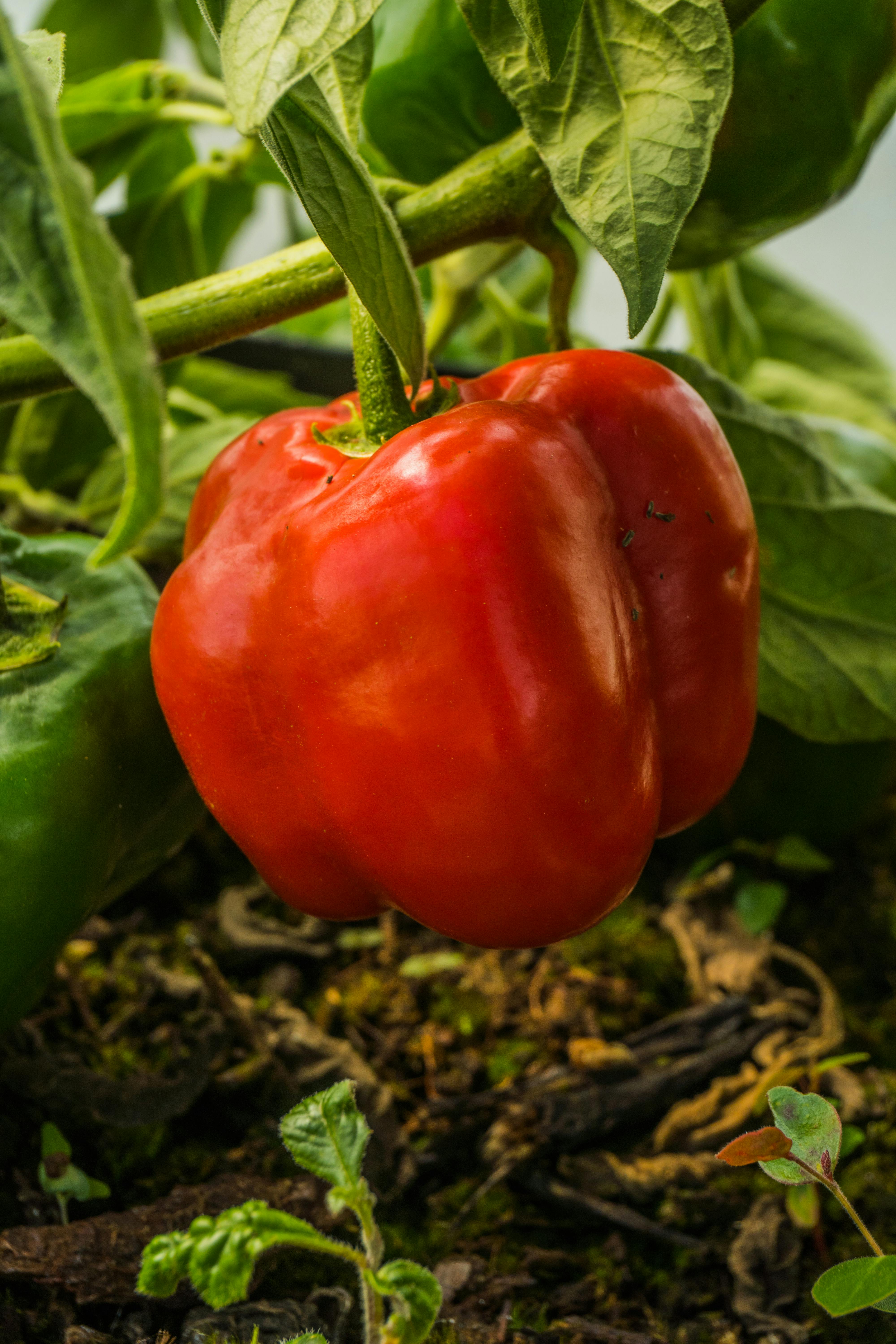 Red Bell Pepper Health Benefits