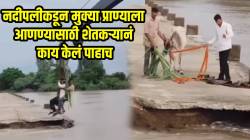 जनावर नाही पोटचं लेकरुच; नदीपलीकडून बैलाला आणण्यासाठी शेतकऱ्यानं काय केलं पाहाच, VIDEO व्हायरल