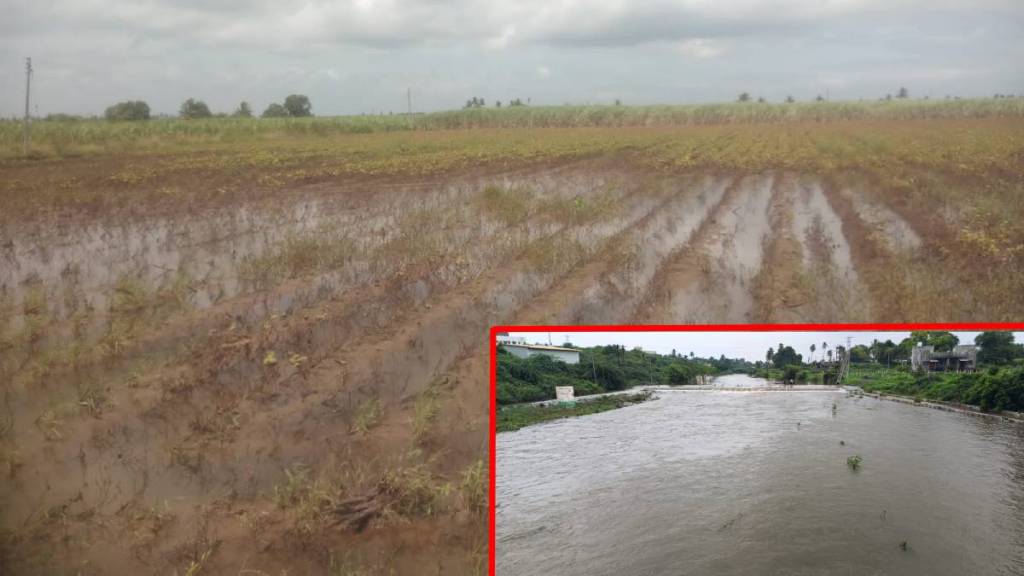 Heavy rains in Jat area of ​​Sangli; crops on hundreds of acres under water