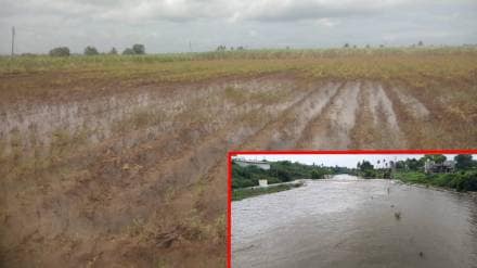 Heavy rains in Jat area of ​​Sangli; crops on hundreds of acres under water
