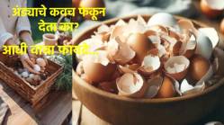 अंड्याचे कवच फेकून देण्याऐवजी असा करा त्याचा वापर, जाणून घ्या वापराची योग्य पद्धत आणि फायदे…
