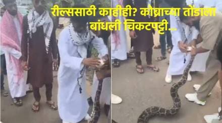 रीलसाठी अजगर, कोब्राचा छळ; video viral रीलसाठी अजगर, कोब्राचा छळ; video viral