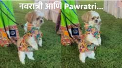 ‘Pawratri’ नवरात्रीत पारंपारिक पोशाखात पाळीव कुत्र्यांचा मनमोहक गरबा, असा गरबा तुम्ही पाहिलाच नसेल… व्हिडीओ व्हायरल
