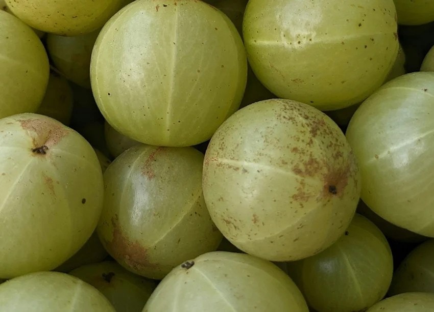 how amla can harm your hair