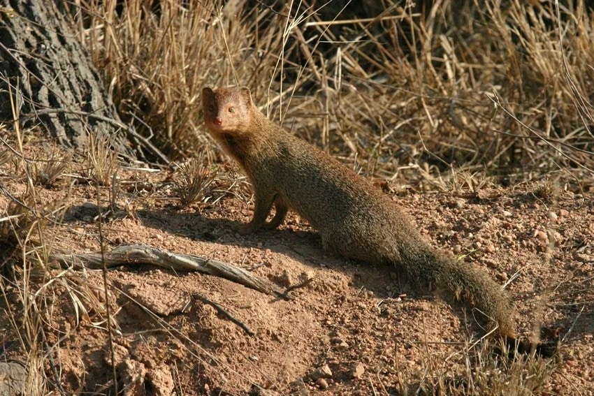 why do snakes fight with mongooses science explained