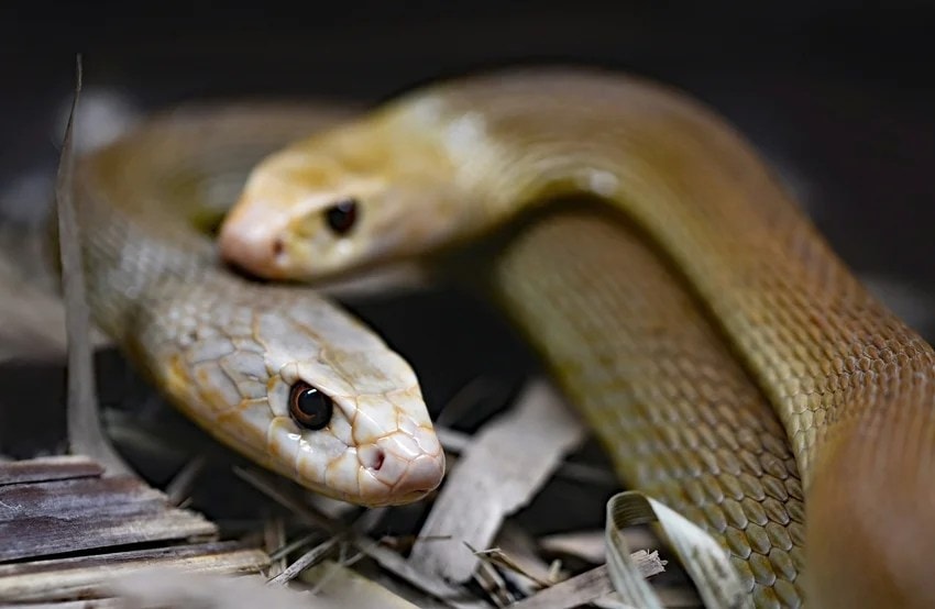 why do snakes fight with mongooses science explained