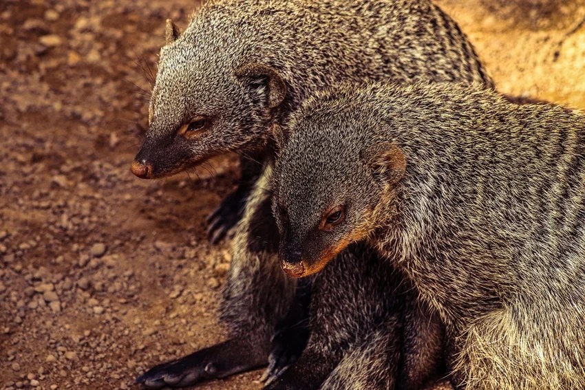 why do snakes fight with mongooses science explained