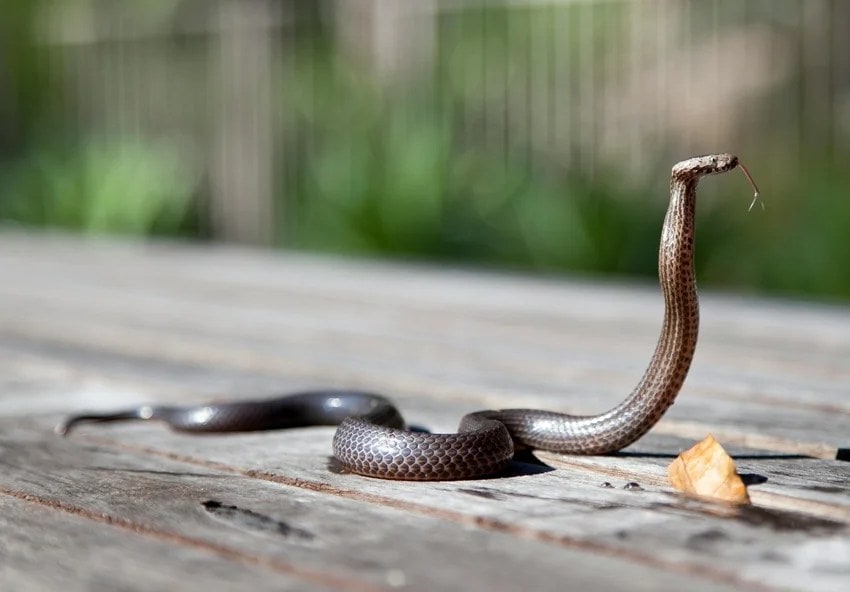 why do snakes fight with mongooses science explained
