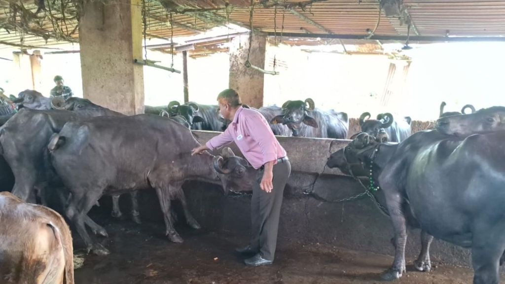 Special vaccination drive Vasai against foot mouth disease among cattle