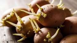Healthy Living: तुम्ही मोड आलेले बटाटे खाताय का? होऊ शकतात ‘हे’ त्रास