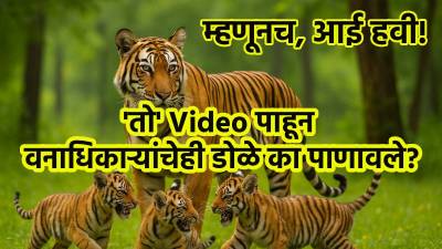 ४०० किलोमाटर्सचा एका वाघिणीचा प्रवास; वनाधिकाऱ्यांचे डोळे का पाणावले?