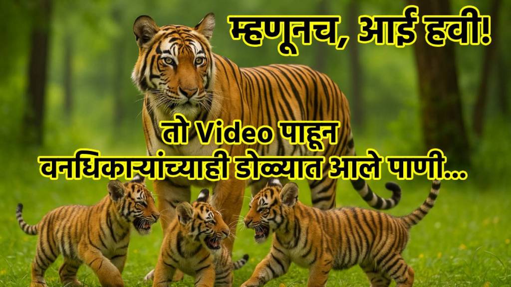 Tigress Emotional Video