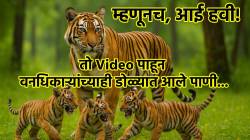 Tigress Wildlife Video: ४०० किलोमाटर्सचा एका वाघिणीचा प्रवास आणि ‘तो’ हृदयस्पर्शी क्षण; वनाधिकाऱ्यांचे डोळे का पाणावले?