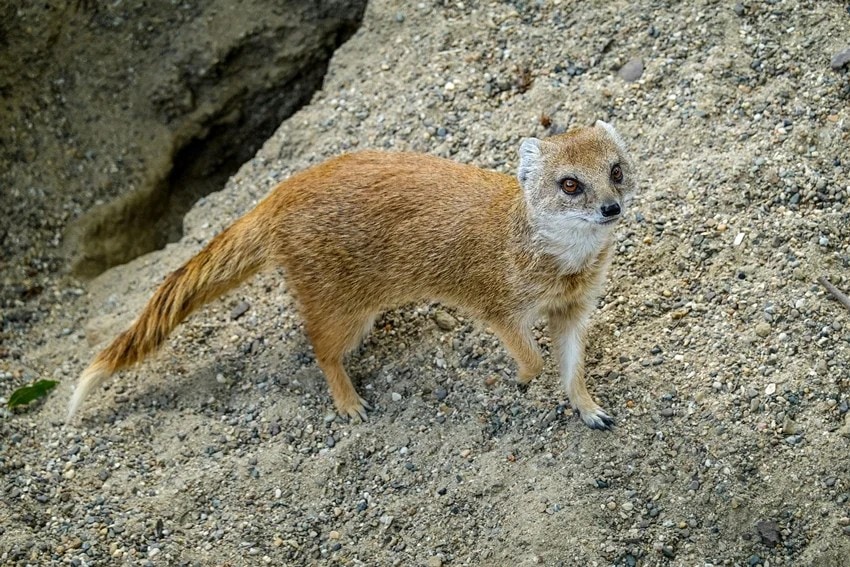 why do snakes fight with mongooses science explained