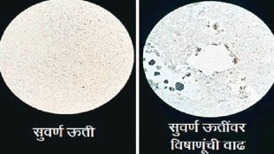 Loksatta kutuhal Tissue cell culture for vaccine production