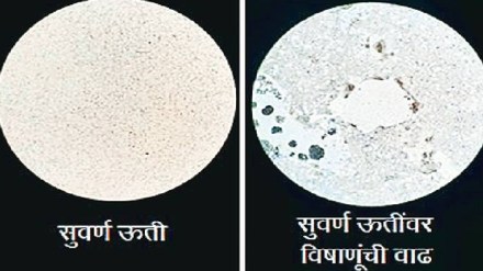 Loksatta kutuhal Tissue cell culture for vaccine production