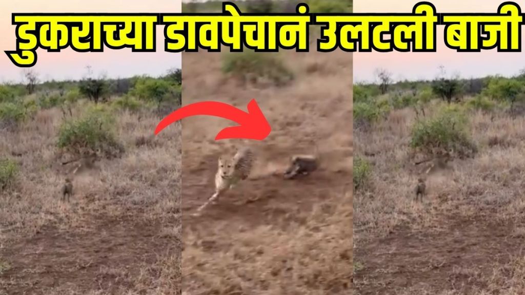 Baby pig vs cheetah fight