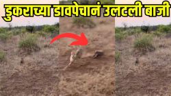लहानशा डुकराचा अफलातून डावपेच! ३ चित्त्यांच्या हल्ल्यावर डुकराची भन्नाट प्रतिचाल; असा डाव लढवला की Video पाहून तुम्हीही द्याल शाबासकी!