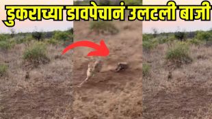 Baby pig vs cheetah fight