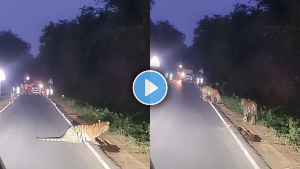Viral video tigress cubs blocks traffic tadoba andhari tiger reserve tiger sighting thrills wildlife tourists