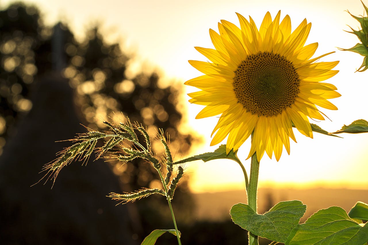 Vitamin D Increase Foods