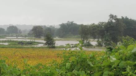 Waterlogging in farmlands in Buldhana Padli and surrounding villages Waterlogging in farmlands in Buldhana Padli and surrounding villages