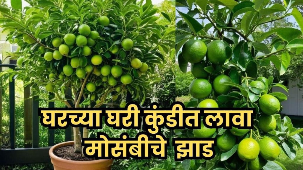 Big mosambi fruits on home garden plant