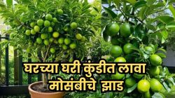 घरच्या कुंडीत फुकटात उगवा रसदार मोसंबी; या ट्रिकने लावा रोप व जगवा भरपूर, सरसर वाढण्यासाठी खास टिप्स