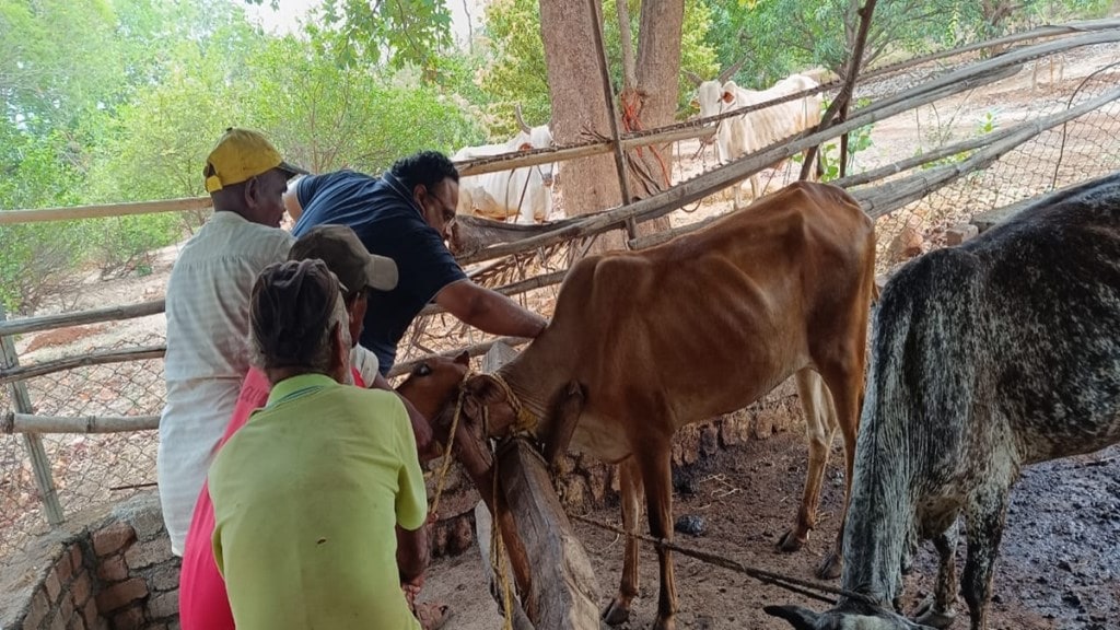 Thane livestock vaccination, Foot and Mouth Disease vaccine, animal vaccination campaign Thane,