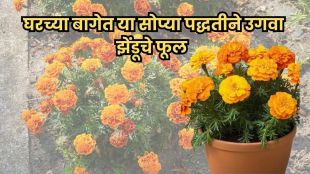 Zendu flower in a pot at home