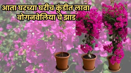 Bougainvillea plant in a balcony pot with colorful flowers