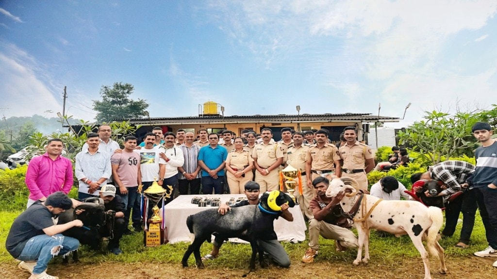 Raigad police raid, illegal gambling arrest, animal fight betting, gambling case, sheep fight gambling, Maharashtra gambling laws,